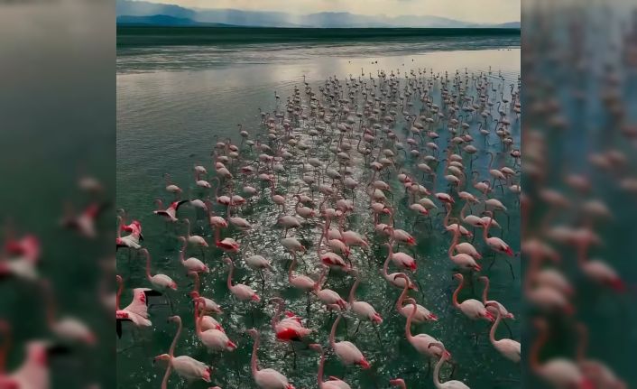 Erçek Gölü narin misafirleri flamingoları ağırlamaya devam ediyor
