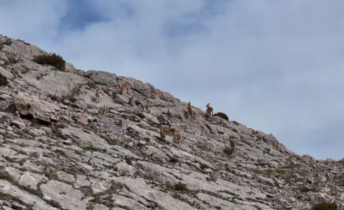 Erzincan’da dağ keçileri havadan görüntülendi