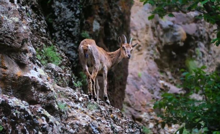 Erzincan’da yaban keçileri havadan görüntülendi