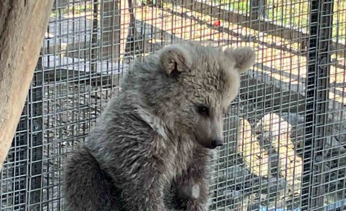 Erzurum’da yaralı bulunan yavru boz ayı, Sakarya’da doğal yaşamına hazırlanıyor