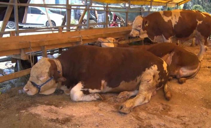 Esenyurt’ta bayramın 2’nci gününde kurbanlıklar büyük oranda satıldı