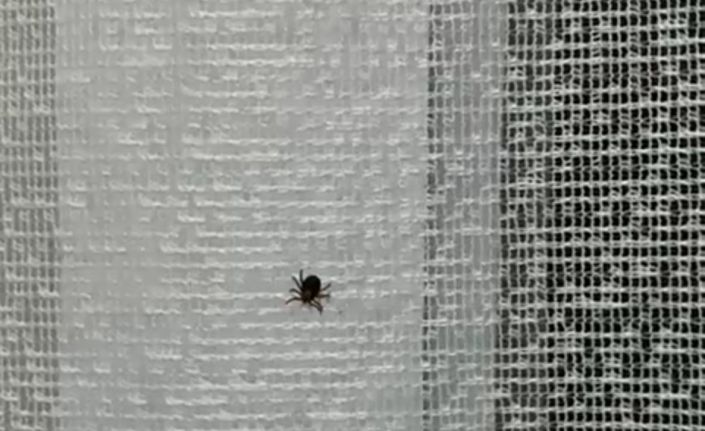 Eskişehir’de kene paniği hastanede bitti