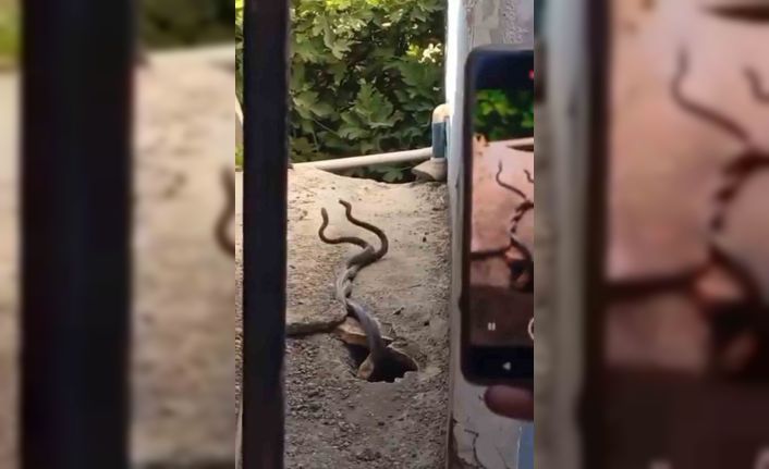 Evin içinden çıkan 2 metrelik yılanlar paniğe neden oldu