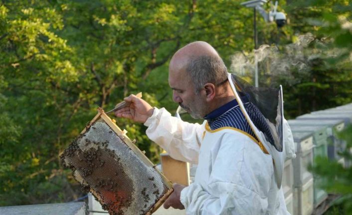 Filmlere konu olan deli balda üretim sezonu sürüyor