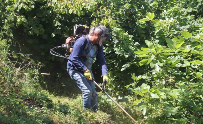 Fındık bahçelerinde ’yüksek verim’ için temizlik çalışmaları başladı