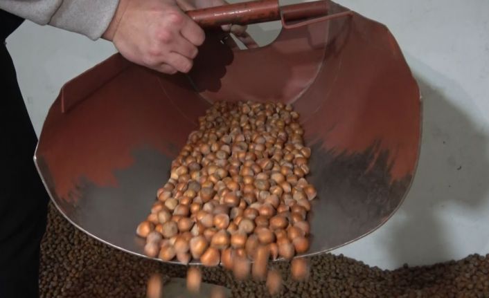 Fındıkta stoklar eriyor, yeni sezonun yolu açılıyor