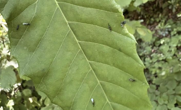 Gal arısıyla mücadele edecekler