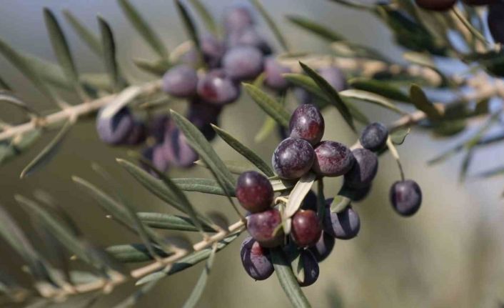 Gaziantep Nizip zeytinyağı dünyanın en iyisi seçildi