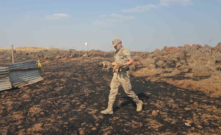 Gaziantep’te anız yangınında mahsur kalan köpekleri jandarma kurtardı