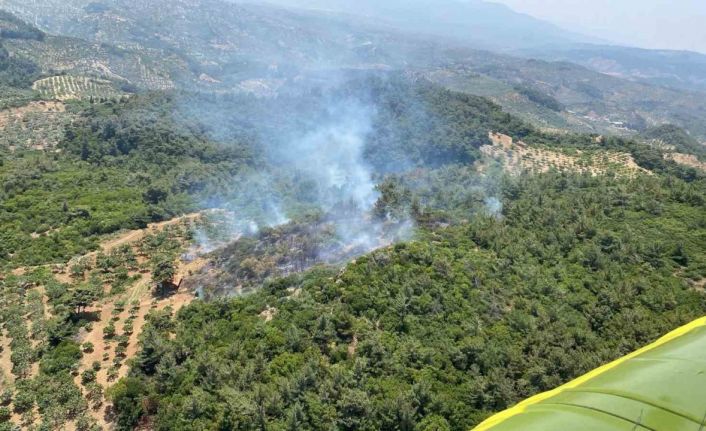 Germencik’te orman yangını