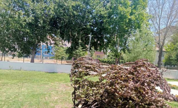 Gölbaşı’nda ağaç kökünden söküldü