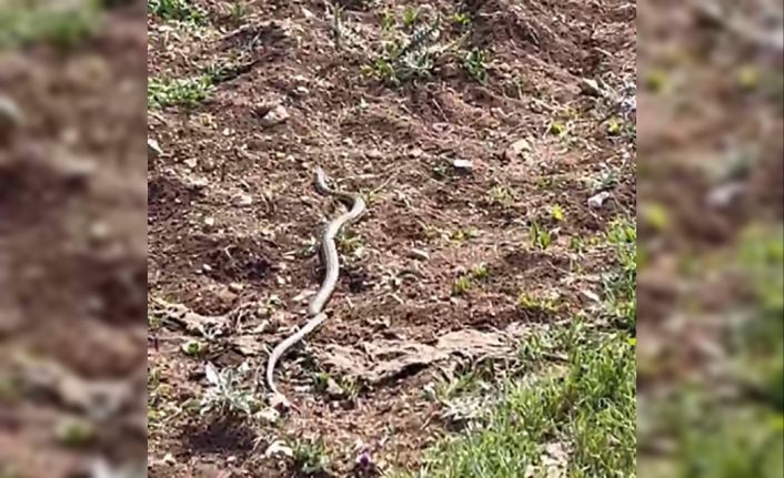 Gölgesine oturduğu ağaçta dev yılanla göz göze geldi, o anları kaydetti