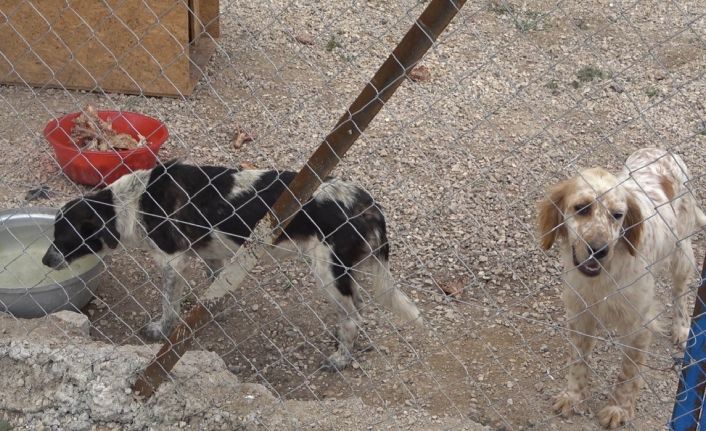 Gönüllüler hasta ve yaşlı sokak hayvanları için koruma alanı yaptı