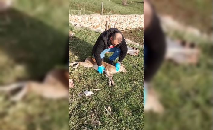 Gümüşhane’de baygın bulunan yaban keçisi kalp masajıyla hayata döndürüldü