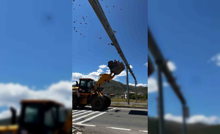 Güvenlik kamerası direğine takılan karga için seferber oldular