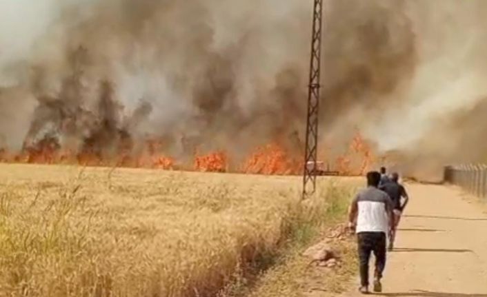 Harran Ovası’nda 40 dönüm ekili arazi yandı