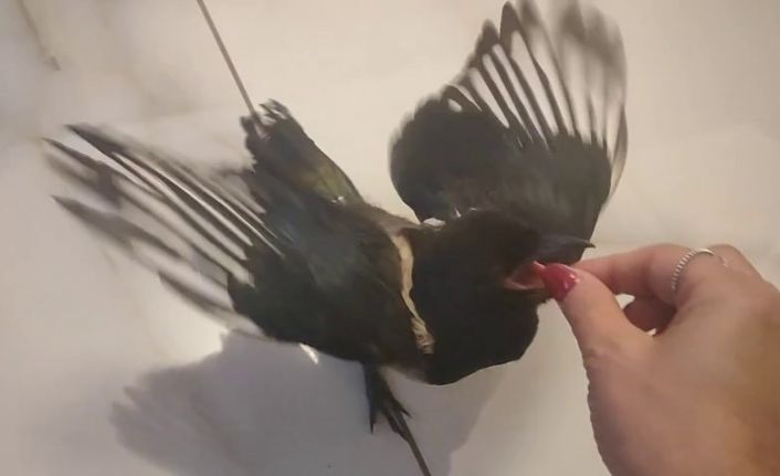 Hayatını kurtardığı yavru saksağan evladına dönüştü: Birlikte tatile gidiyorlar