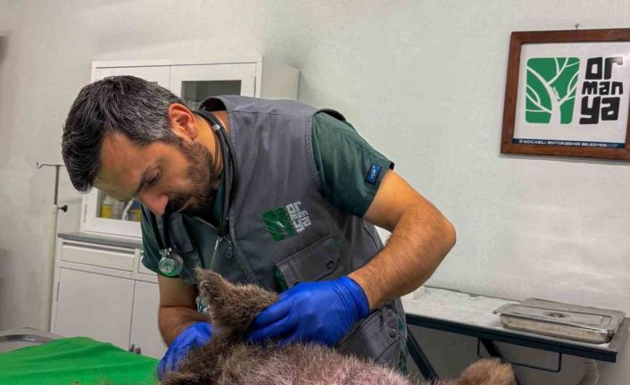 İç kanama geçiren yavru ayı tedavi altına alındı