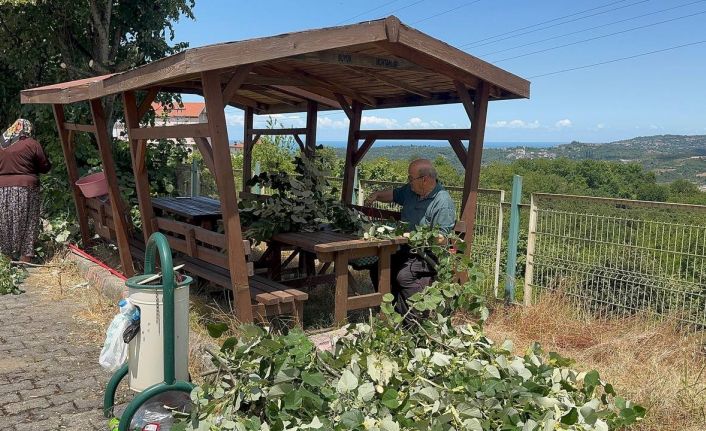 Ihlamur ağaçlarında ’mis kokulu’ hasat başladı
