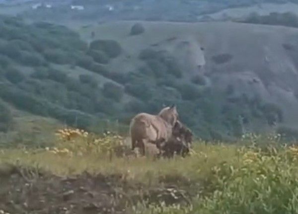 İlçe merkezine kadar inen kurt, keçiyi kaptığı gibi götürdü
