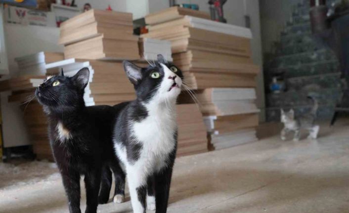 İşte Türkiye’nin konuştuğu o çılgın iki kedi