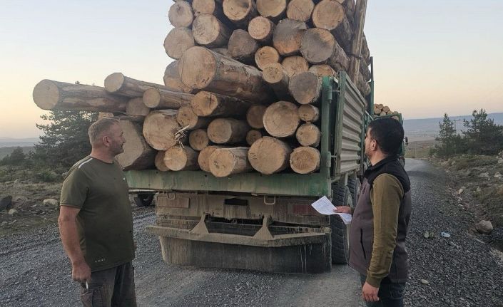 Kaçak ağaç kıyımına ağır ceza