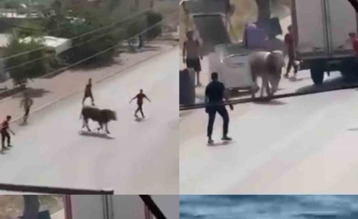 Kaçan boğa ortalığı bir birine kattı, diğeri ise denizde telef oldu