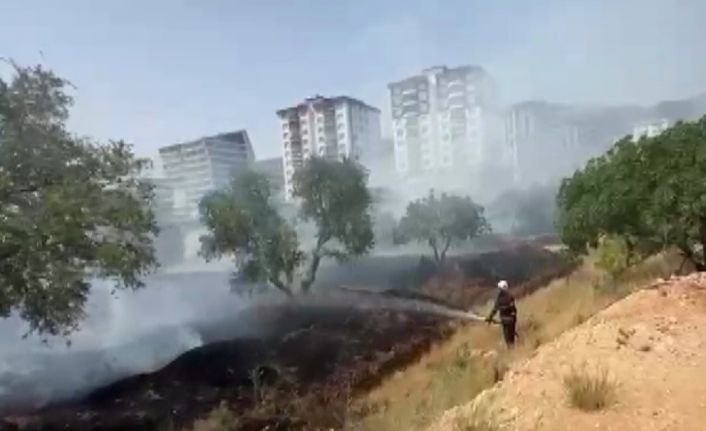 Kahramanmaraş’ta zeytinlik yangını