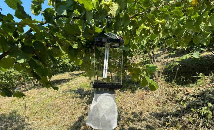 Kahverengi kokarca ile mücadelede yeni yöntem