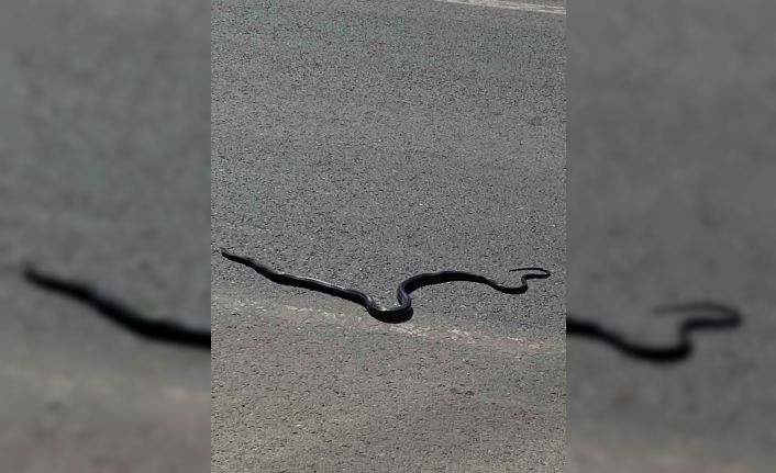 Karayılan yoğun trafiğin arasında telef oldu