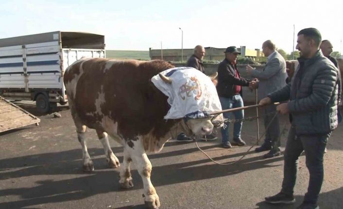 Kars’ta 900 kiloluk boğa 300 bin TL’ye satıldı