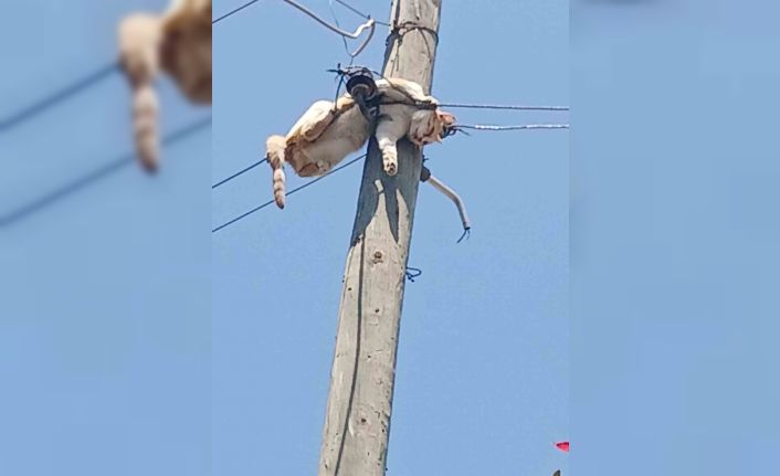 Kars’ta elektrik direğinde mahsur kalan kedi kurtarıldı