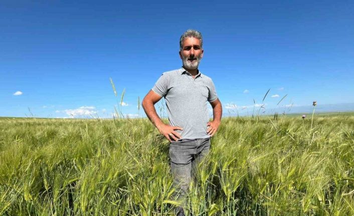 Kars’ta tarım arazilerinde yerli ve milli arpa bereketi