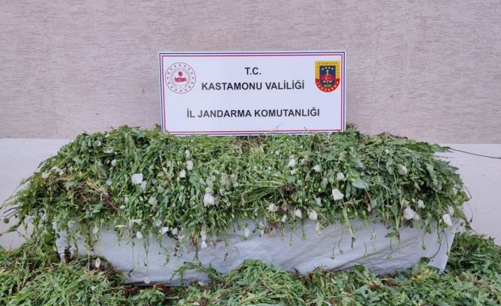 Kastamonu’da 120 bin kök haşhaş ele geçirildi