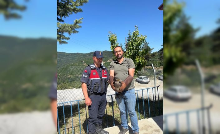 Kastamonu’da yaralı halde bulunan karabatak ve karga yeniden doğaya salındı