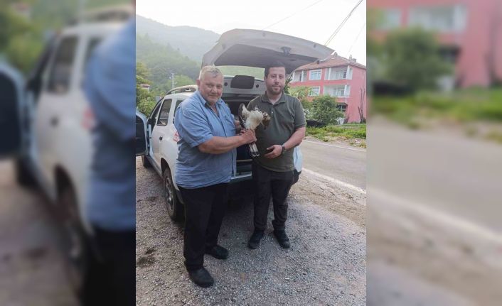 Kastamonu’da yaralı halde bulunan şahin, tedavi altına alındı