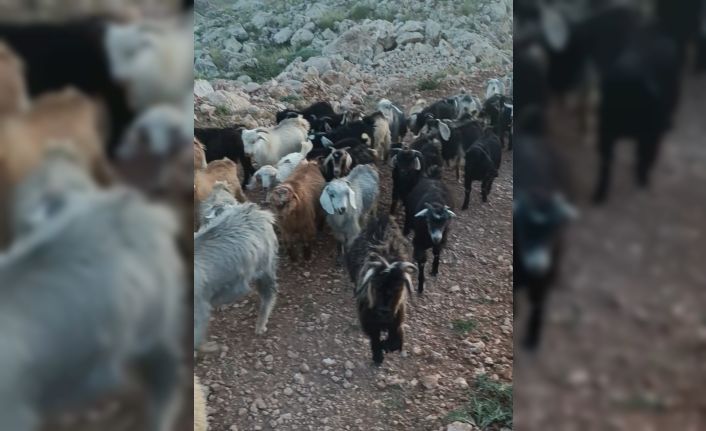 Kaybolan 38 küçükbaşın bulunması için yardım bekleniyor