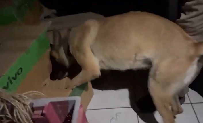 Kayseri’de 79 yaşındaki ’torbacı’ yakalandı