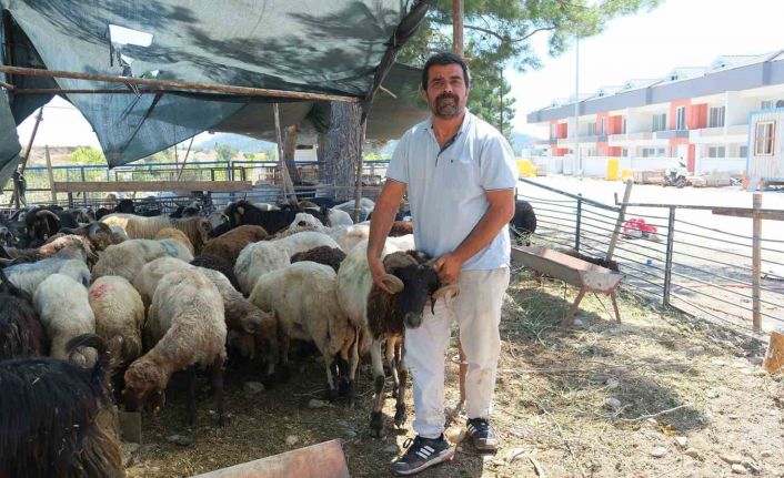 Kemer Belediyesi’nde kurban satış alanlarında denetim