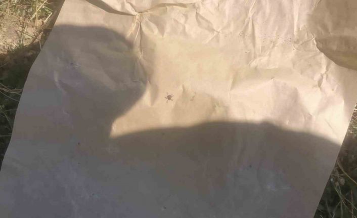 "Keneler, köpekler gibi koku alıp üzerimize geliyor" dedi, o anları kayıt altına aldı