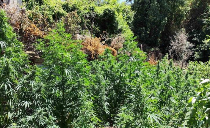 Kenevir bahçesine çevirilen eve jandarmadan operasyon: 1 gözaltı