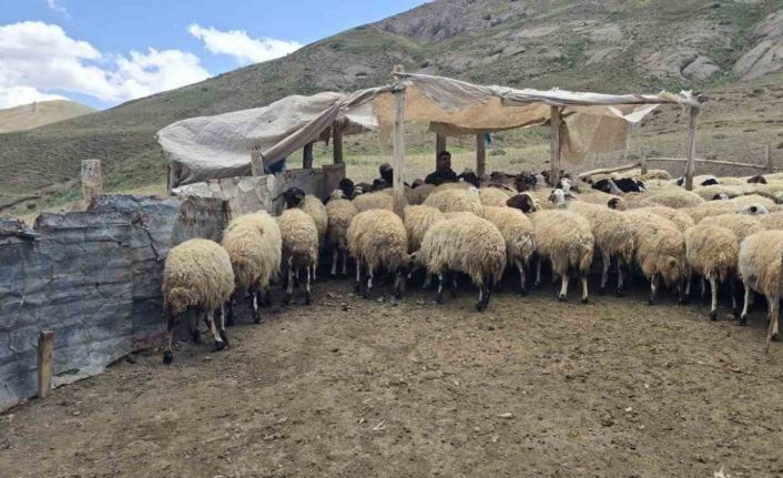 Kiraladıkları yaylada hayvancılık yaparak geçimlerini sağlıyorlar