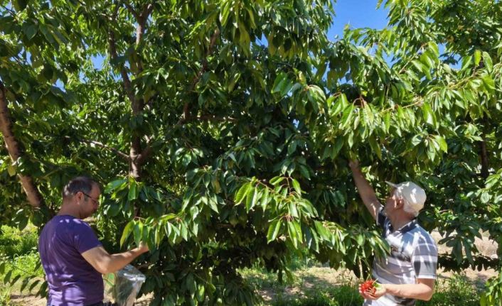 Kirazlar pestisit kalıntısı analizi için toplandı