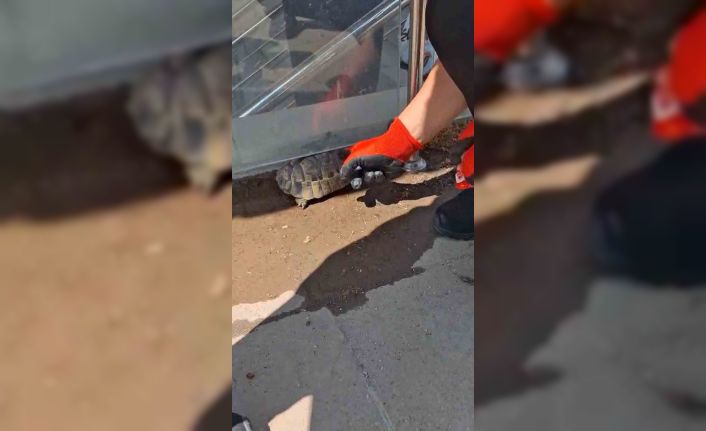 Kırıkkale’de cam korkuluk ile zemin arasına sıkışan kaplumbağayı itfaiye kurtardı