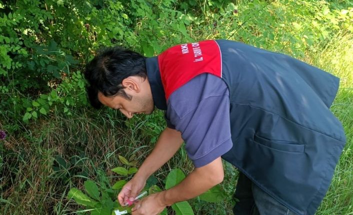 Kırklareli’nde kahverengi kokarcaya karşı 2 bin samuray arıcığı doğaya salındı