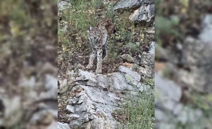 Kırmızı listedeki vaşak Kemaliye’de görüntülendi