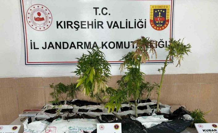 Kırşehir’de uyuşturucu operasyonu: 40 kök kenevir ele geçirildi