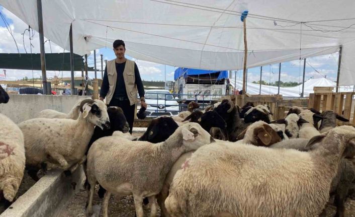 Konya’da kurban satıcıları yarını bekliyor