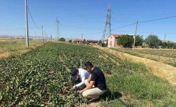Kornişon salatalık ve kırmızı pancarda hastalık ve zararlıların takibi sürüyor