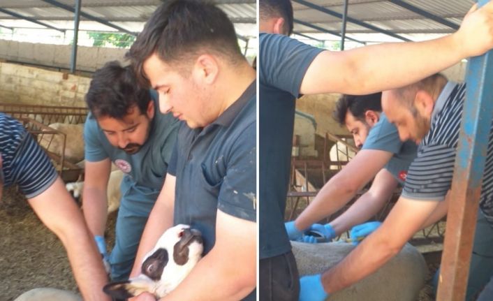 Köşk’te hayvan aşı çalışmalarına başlandı